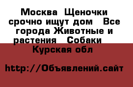 Москва! Щеночки срочно ищут дом - Все города Животные и растения » Собаки   . Курская обл.